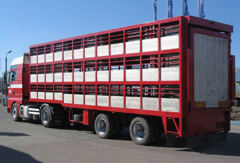Доставка крупного рогатого скота из Казахстан, Актюбинск в Россия, Махачкала